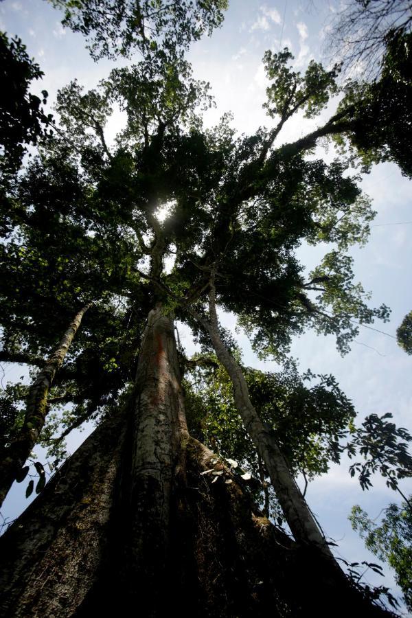 Misahualli Amazon Lodge Ngoại thất bức ảnh