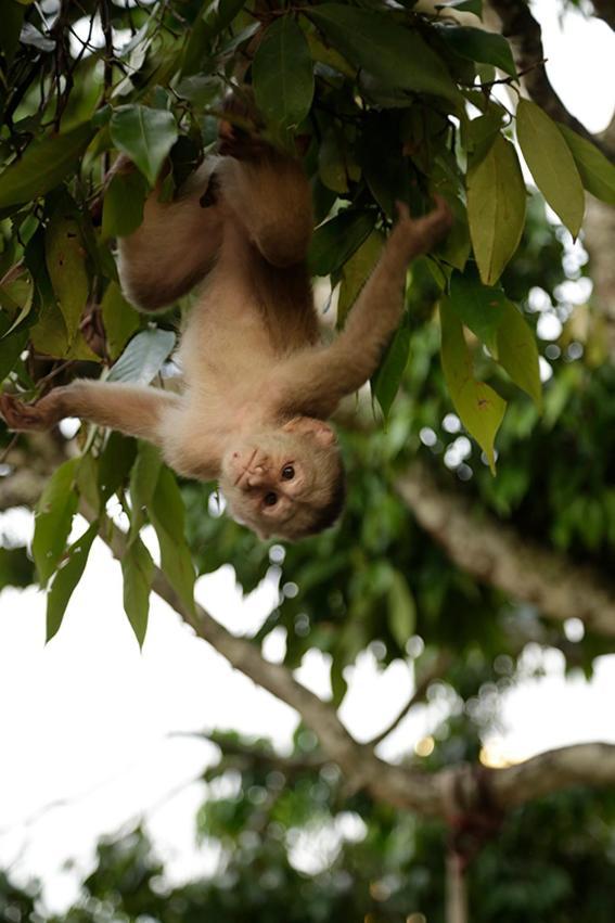 Misahualli Amazon Lodge Ngoại thất bức ảnh