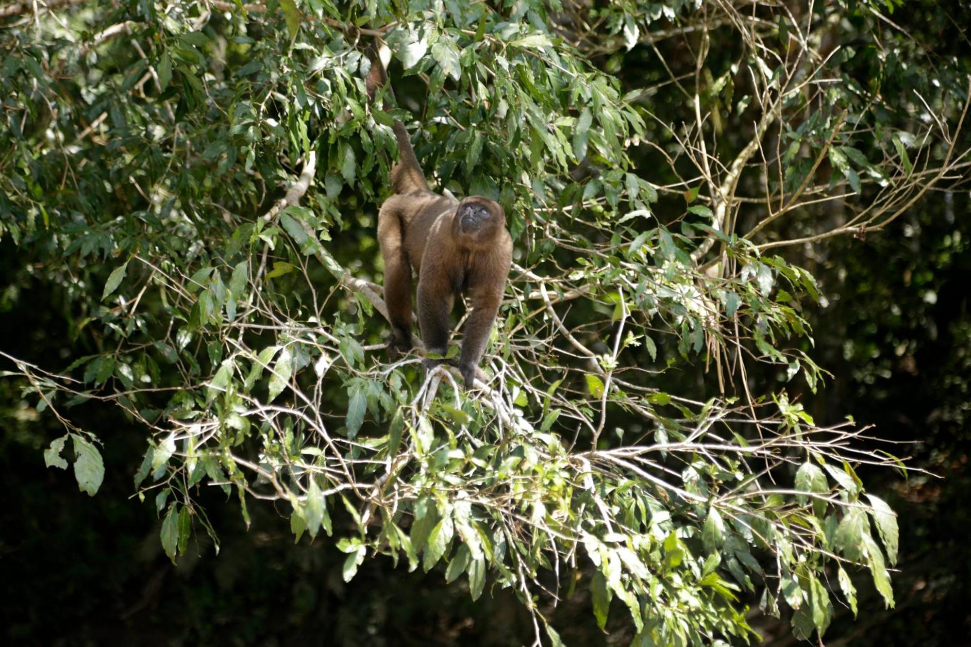 Misahualli Amazon Lodge Ngoại thất bức ảnh